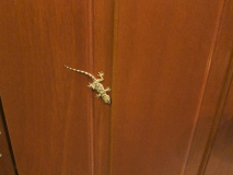 IMG 0056