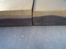 Coticula belga