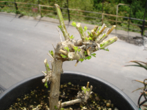 DSC06507