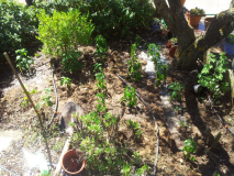 CameraZOOM-20150824113218688
