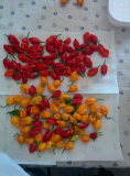 IMG 20150912 122303