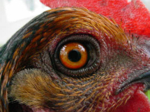 occhio-gallina