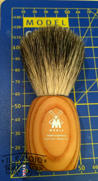 Pino tondo 1