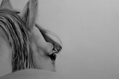 Horse detail