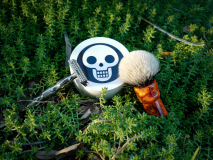 SOTD Nov 11 2016
