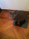 micia