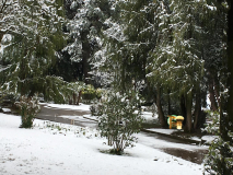 snow shaving