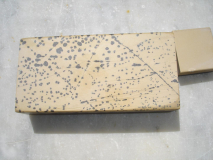 Coticula salamandrata e bout