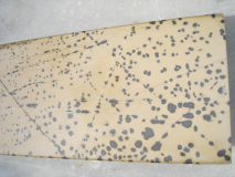 Dettaglio coticula salamandrata