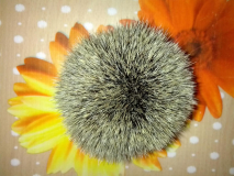 IMG 20131017 184655