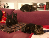 Gatti
